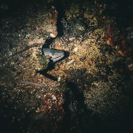 Rivage De Rêve - *